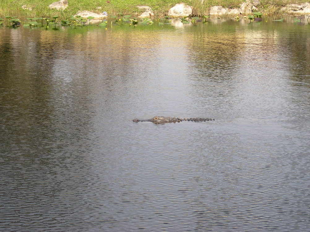 Alligator Alligator