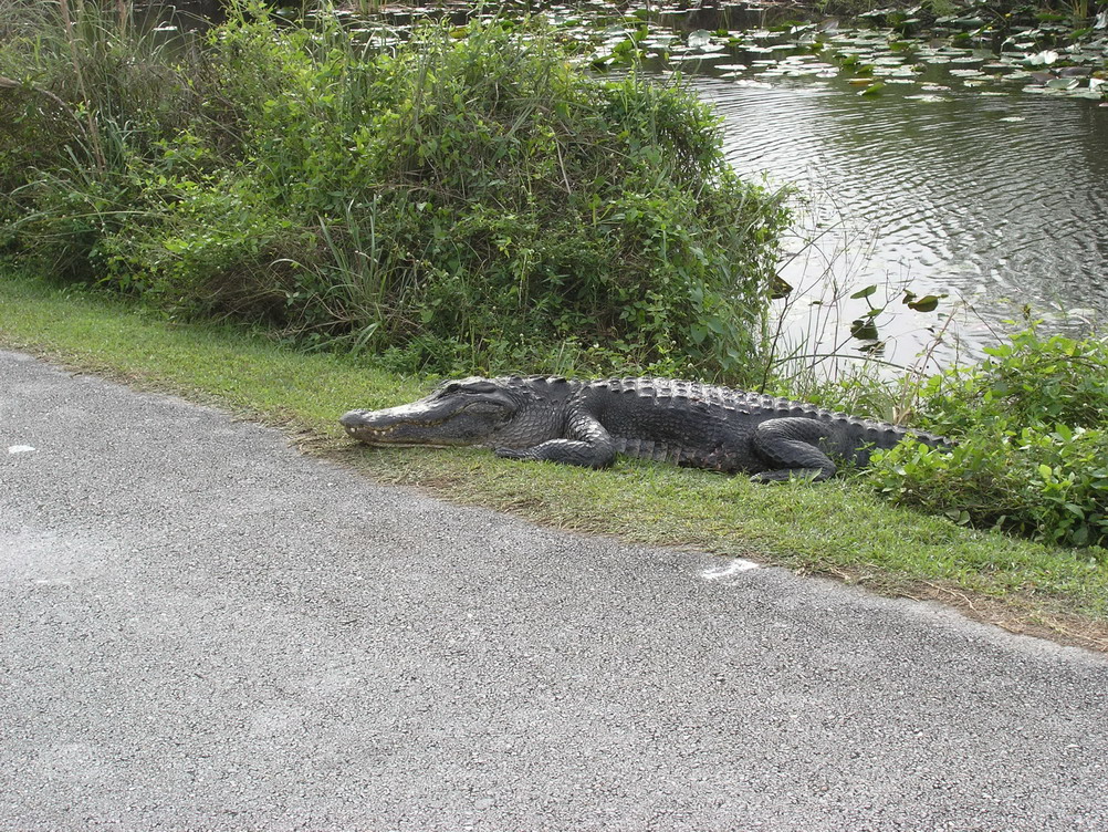 Alligator1 Alligator1