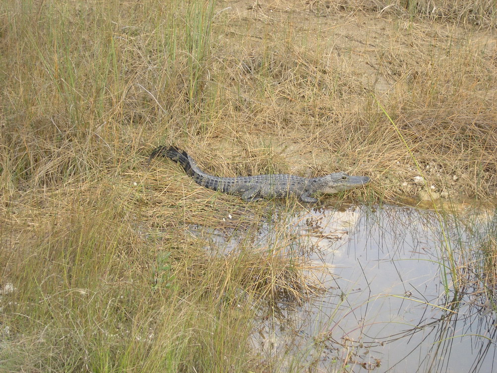 Alligator2 Alligator2