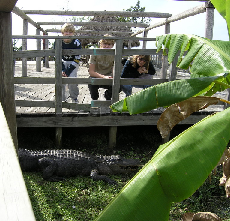 Alligator_Hammock Alligator_Hammock