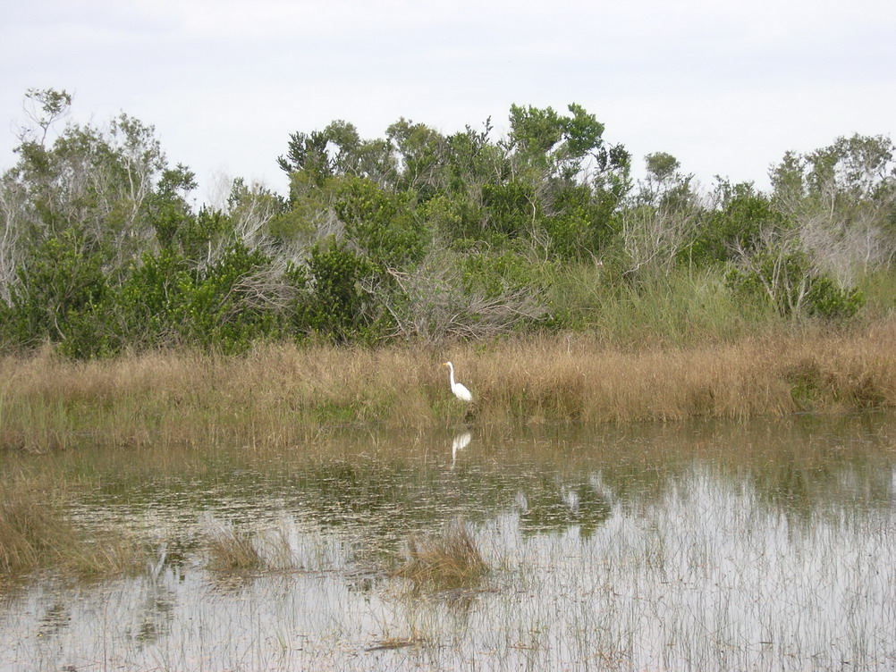 Everglades Everglades