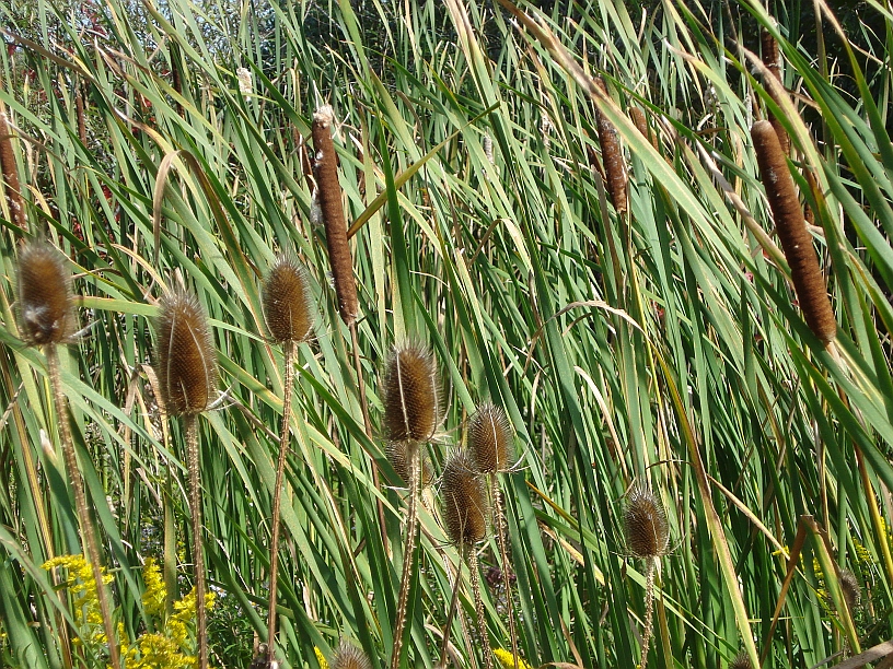 vegetacija uz jezero