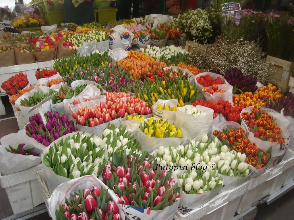 Koliko tulipana !