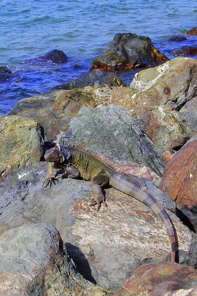 Iguana Iguana