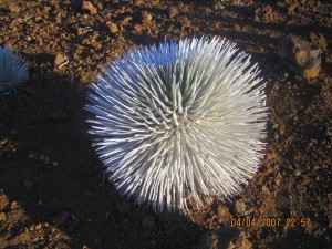 Haleakala_SilverSword Haleakala Silver Sword