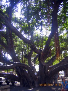 Lahaina_Tree Lahaina Tree