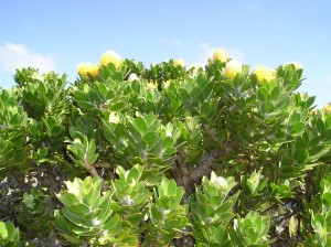 Protea