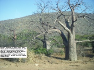 Baobab