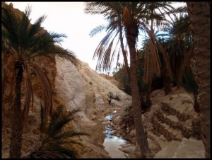 Sahara 78 Palme