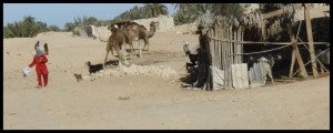 Sahara 173 Nismo sami