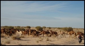 Sahara 187 Deve prelaze cestu