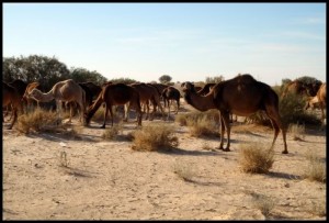 Sahara 188 Neke nas gledaju začuđeno