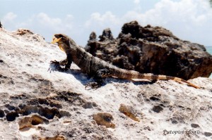 TulumIguana Tulum Iguana